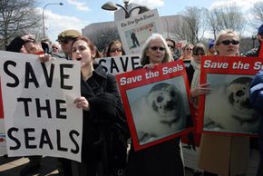 Demonstrators hold signs to protest against the slaughter of harp seals on March 15, 2006, in Washington, D.C. The Canadian commercial seal hunt is the largest marine mammal slaughter in the world.