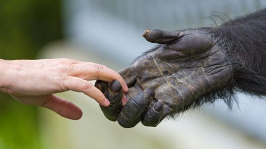 What Separates Humans From Chimps and Other Apes?