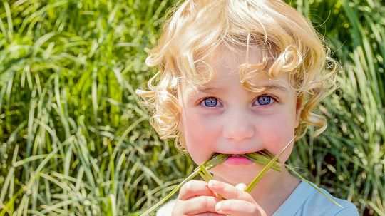 Many Animals Eat Grass So Why Don't Humans?