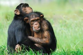 two chimps hugging