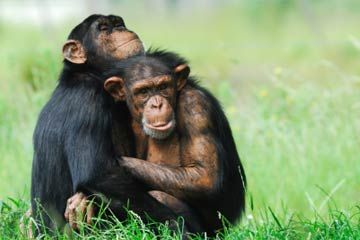 two chimps hugging