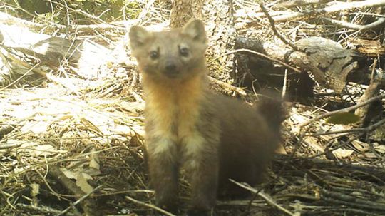 Pot Farming Threatens Adorable Weasel