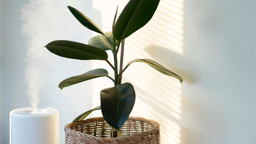 Humidifier and plant