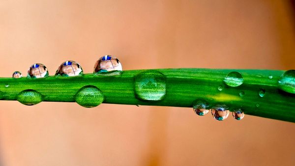 dew on leaf