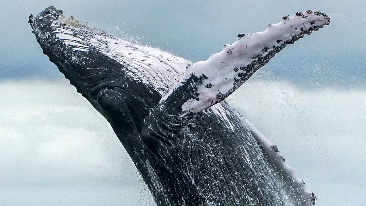 Humpback Whales Have Made an Amazing Comeback From Extinction |  HowStuffWorks