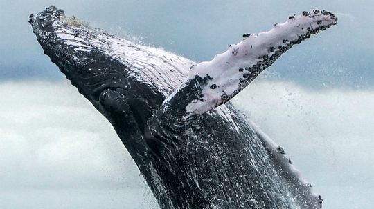 Humpback Whales Have Made an Amazing Comeback From Extinction