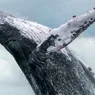 Humpback Whales Have Made an Amazing Comeback From Extinction