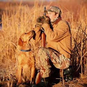 A faithful retriever watches its master call ducks.