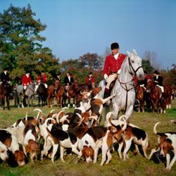 Beagles and their masters prepare for a traditional fox hunt.