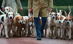 Hounds are exercised in preparation for the start of the new hunting season in Knutsford, Cheshire, England.