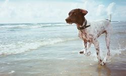 german shorthaired pointer running on the beach in the water