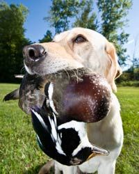 dog with a duck in its mouth