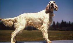 Don't let the pretty exterior of this show dog fool you --- English setters can hunt with the best of them.