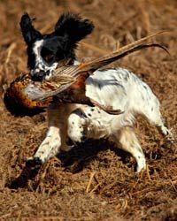 english springer spaniel with a killed pheasant in its mouth