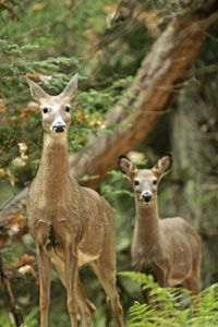 If you haven't disguised your scent, these whitetailed deer will smell you coming.