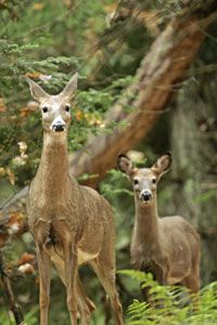 Whitetailed deer