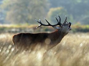 A buck calls during rutting season