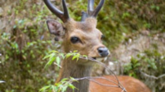 为什么你只能在特定的季节狩猎特定的猎物?＂width=