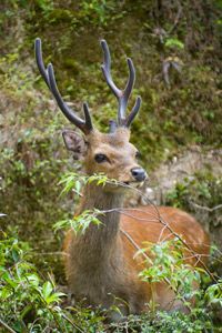 Wildlife mammal enjoying nature outdoors.