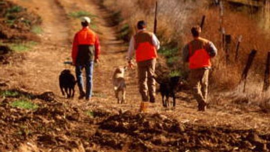 How Hunting with Dogs Works