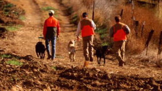 what states allow hunting with dogs