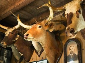 Mounted animal heads as trophies, Texas Ranger Museum.