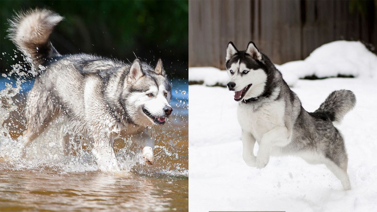 Siberian husky mixed store with alaskan malamute