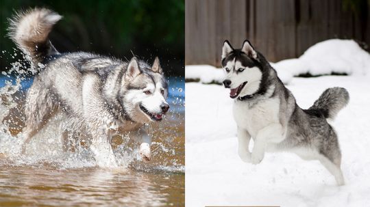 什么是阿拉斯加雪橇犬和哈士奇的区别?”border=