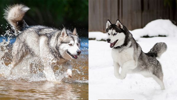 Malamute, Husky