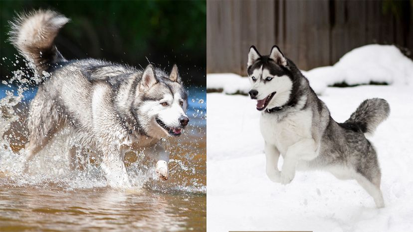 What's the Difference Between an Alaskan Malamute and a Husky? |  HowStuffWorks