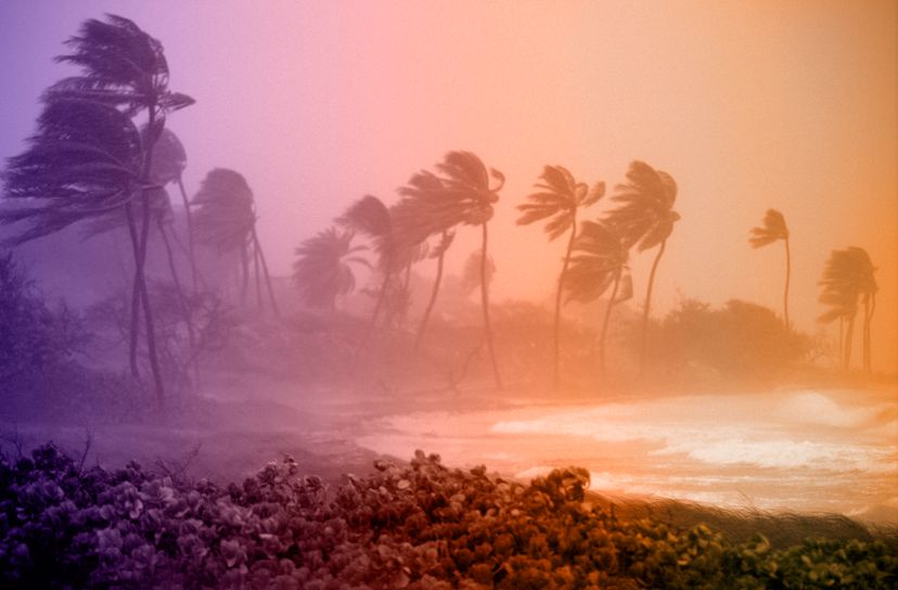 Hurricane Winds in Antigua, West Indies blowing palm trees
