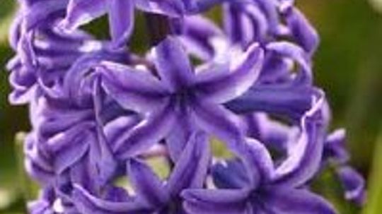 Hyacinth