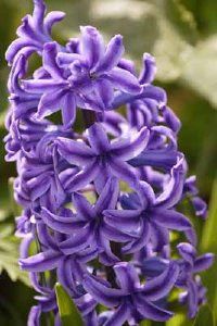 Hyacinth produces blossoms best known for their powerful fragrance. See more pictures of bulb gardens.