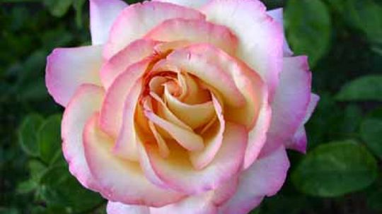 Hybrid Tea Rose