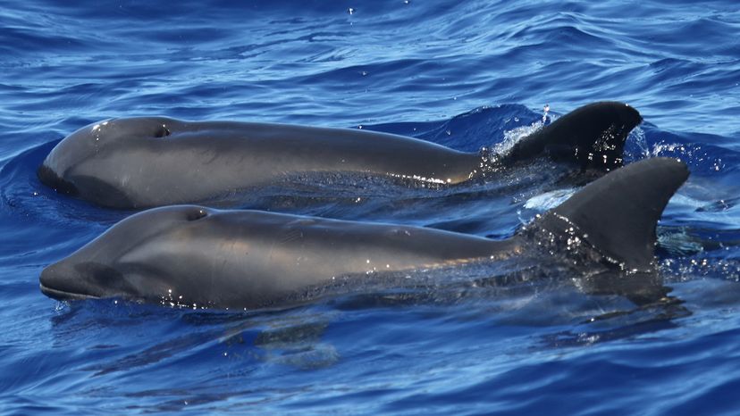 hybrid whale dolphin
