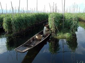 来自缅甸茵塔部落的农民在著名的茵莱湖的漂浮花园中采摘西红柿。这些花园可能类似于阿兹特克人在特诺奇蒂特兰湖上种植的花园。＂border=