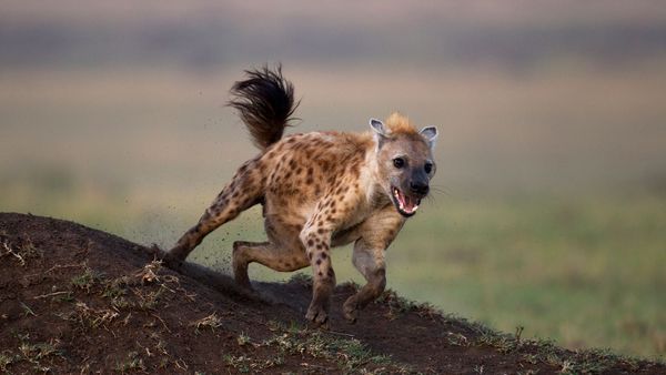 spotted hyena, Kenya