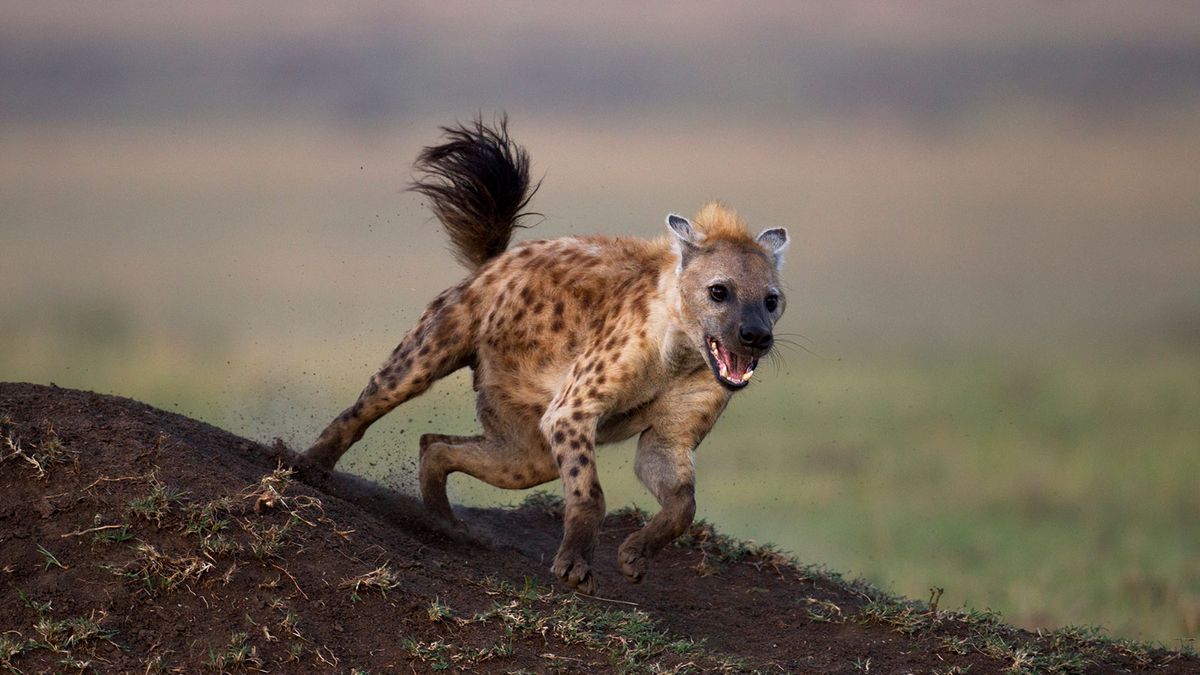 is a hyena considered a canine