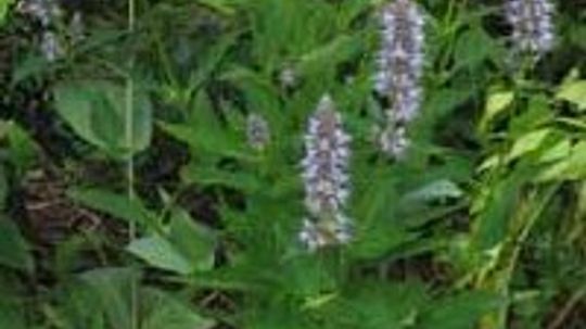 Hyssop, Anise Hyssop