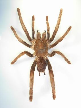 Hercules baboon spider