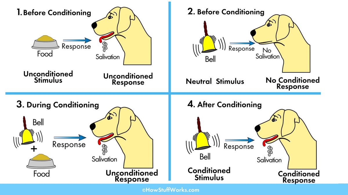 what did pavlov learn from his dogs