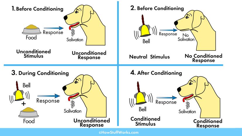 how did ivan pavlov discovered the process of conditioning when working with dogs