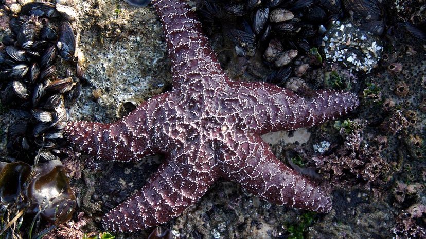 purple sea stars