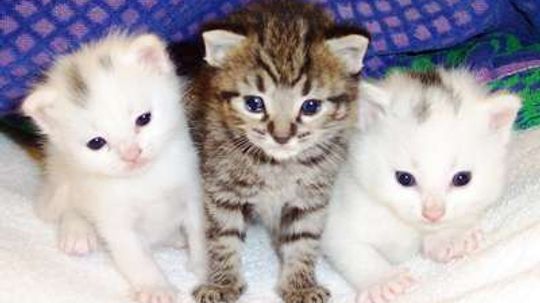 Would you pay $6,000 for a hypoallergenic cat?