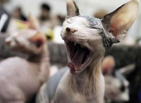 Even a shorthair (or hairless, like this Canadian Sphynx kitten) can cause allergies in humans.