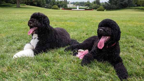 Purebred dog playing in grassy pet paradise.