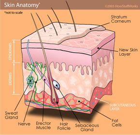 skin anatomy