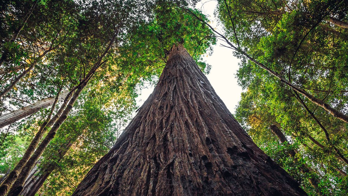 These Giants Are the 7 Tallest Trees in the World