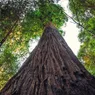 These Giants Are the 7 Tallest Trees in the World