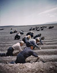 日裔美国人拘留在纽厄尔的集中营,大约在1942年。”border=